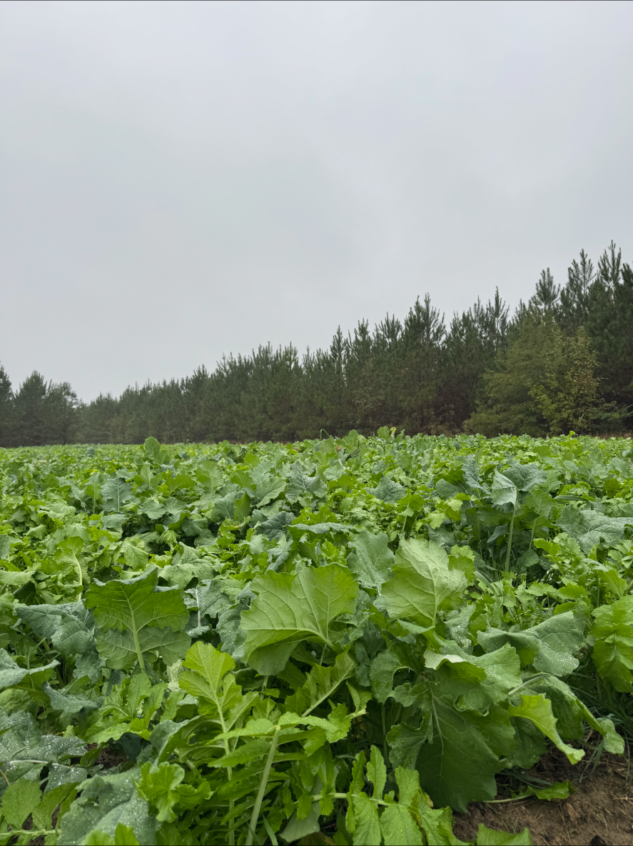 Lush green food plot growing in a field bordered by pine trees